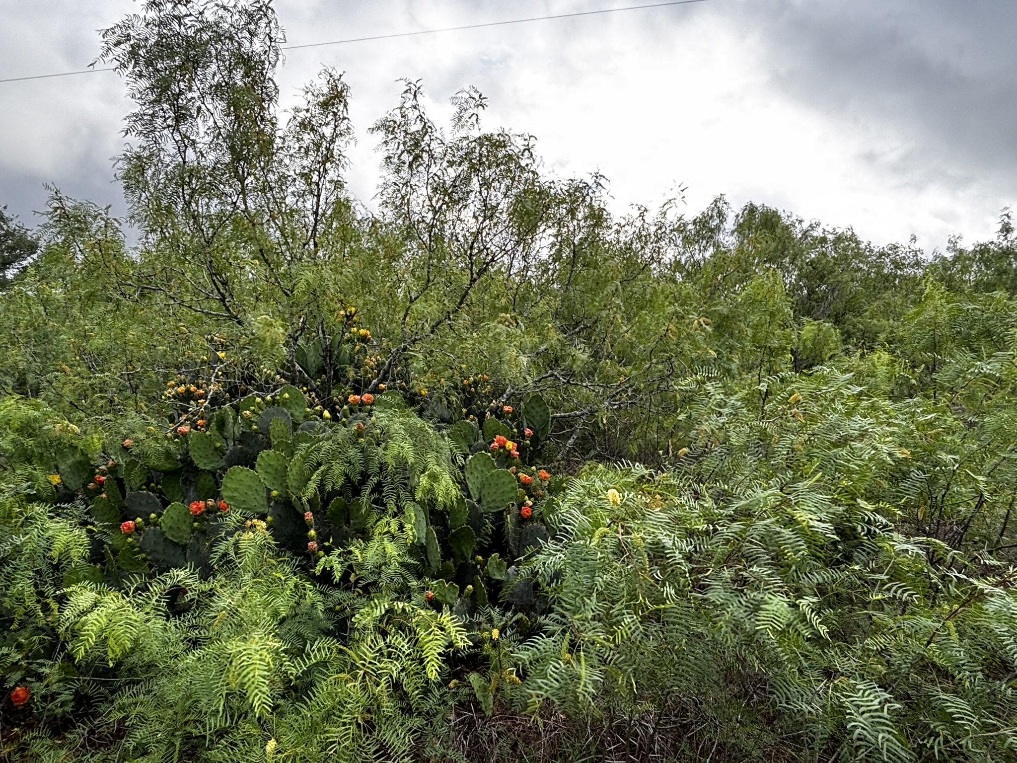 683 County Road 467 Elgin, TX 78621 - Photo 6 of 26 Natural landscape featuring diverse plant life