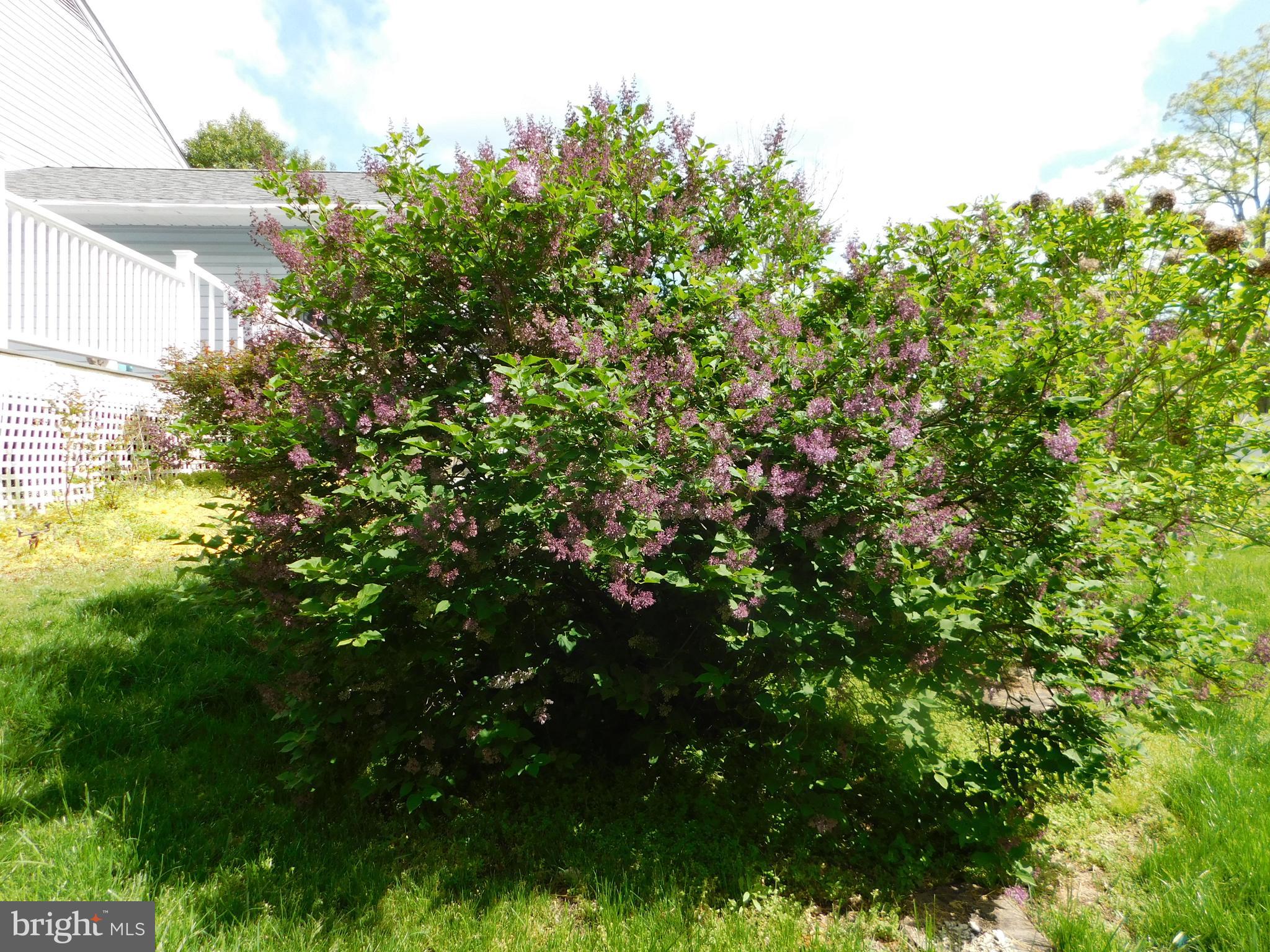 42471 Riva Ridge Drive Hollywood, MD 20636 - Photo 37 of 41 Korean Lilac in bloom