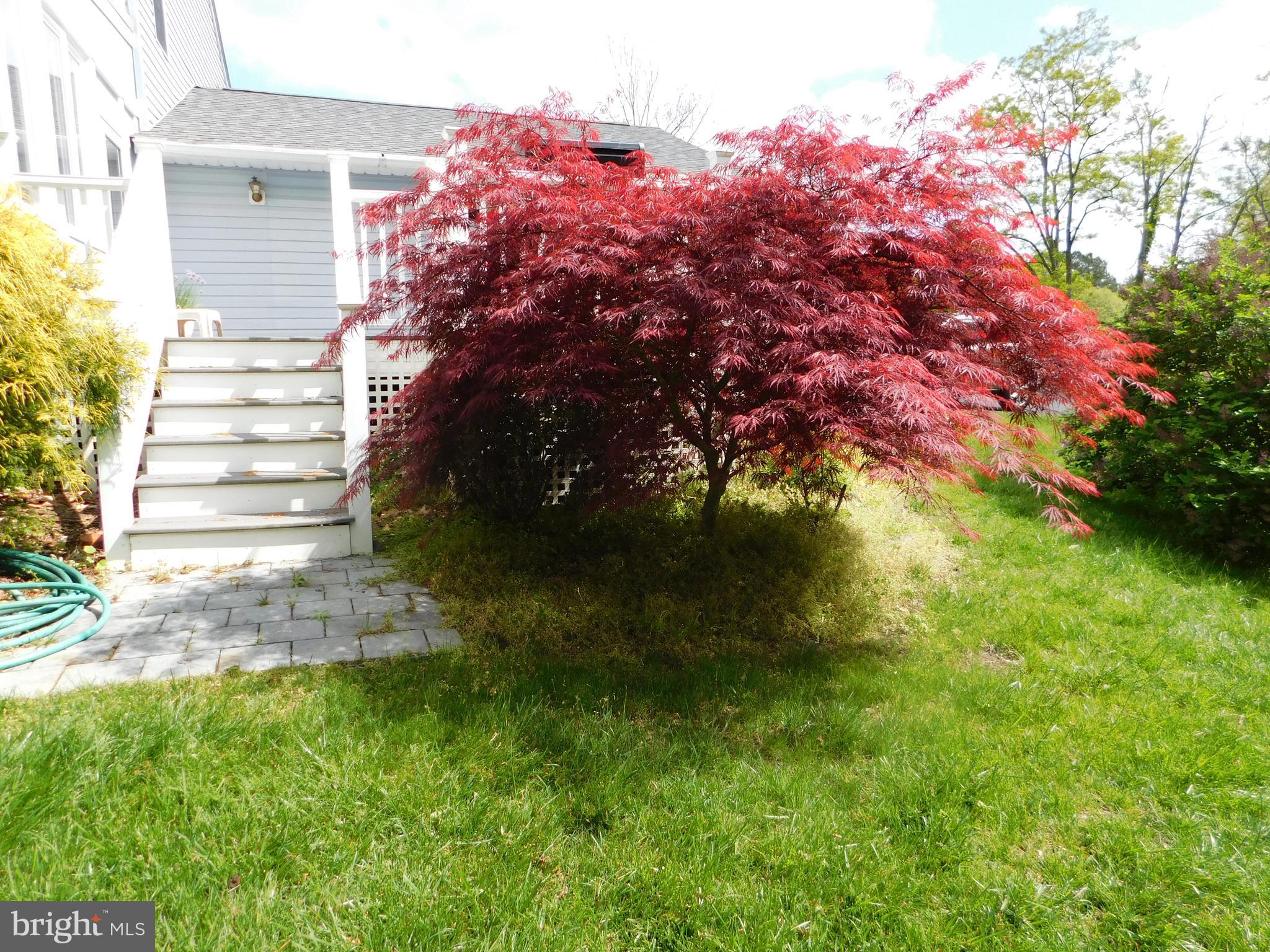 42471 Riva Ridge Drive Hollywood, MD 20636 - Photo 39 of 41 Japanese Maple in back yard
