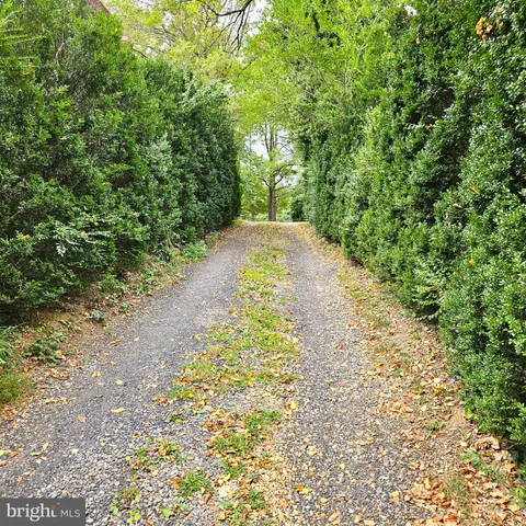 a view of a yard with plants and large trees