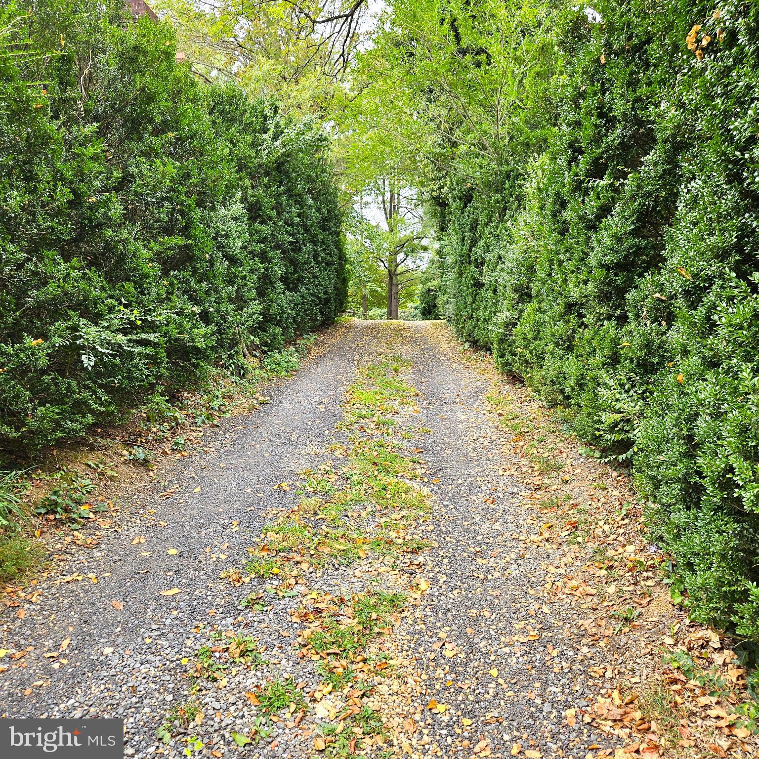 7 Skyline Lane Washington, VA 22747 - Photo 3 of 42 a view of a yard with plants and large trees