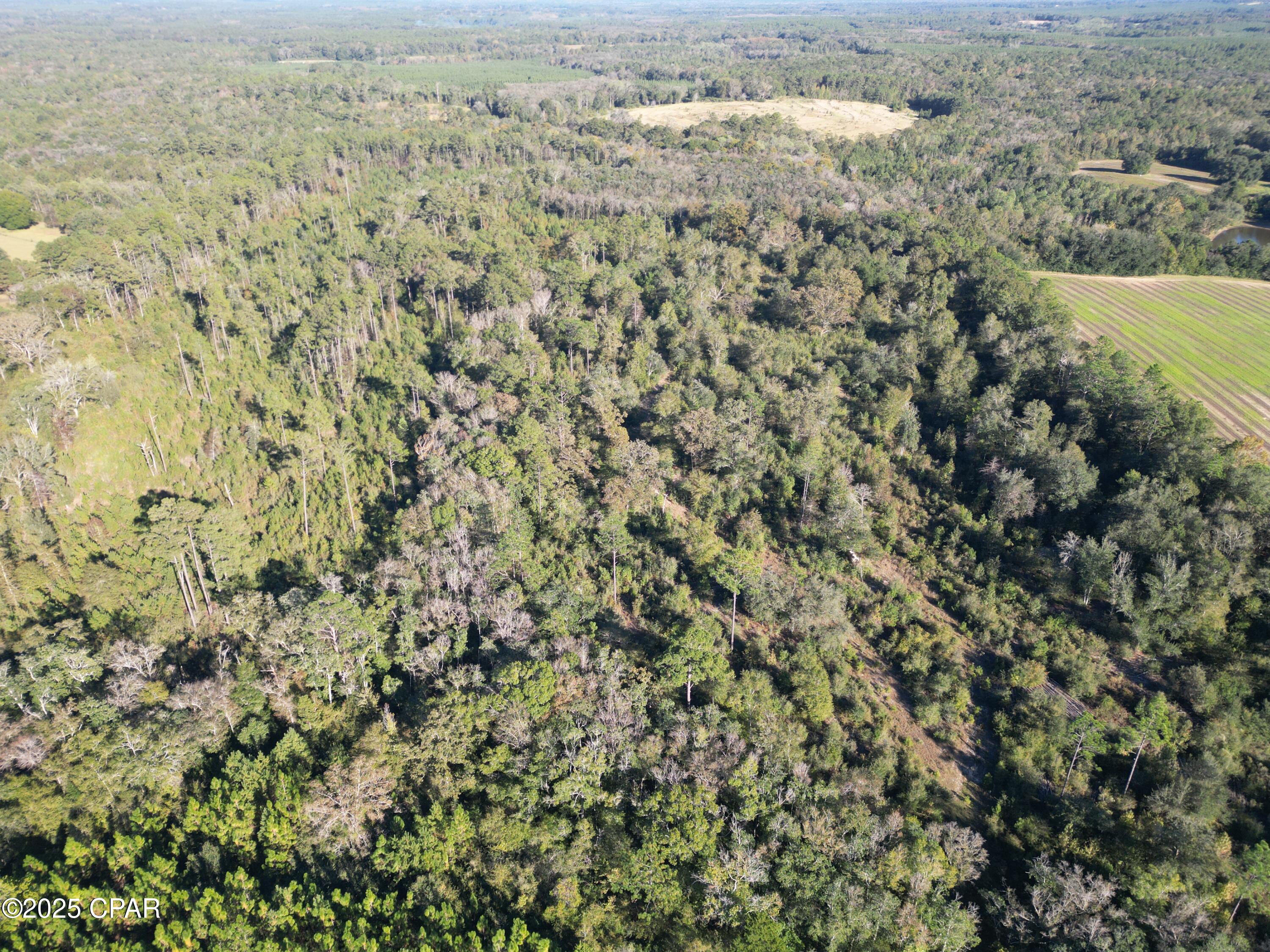 0 Arrant Road Westville, FL 32464 - Photo 10 of 28