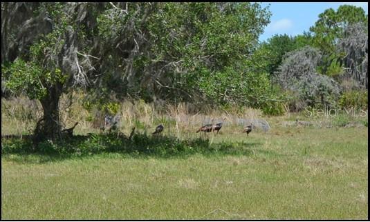 834 Logue Road Myakka City, FL 34251 - Photo 5 of 19 a view of a yard