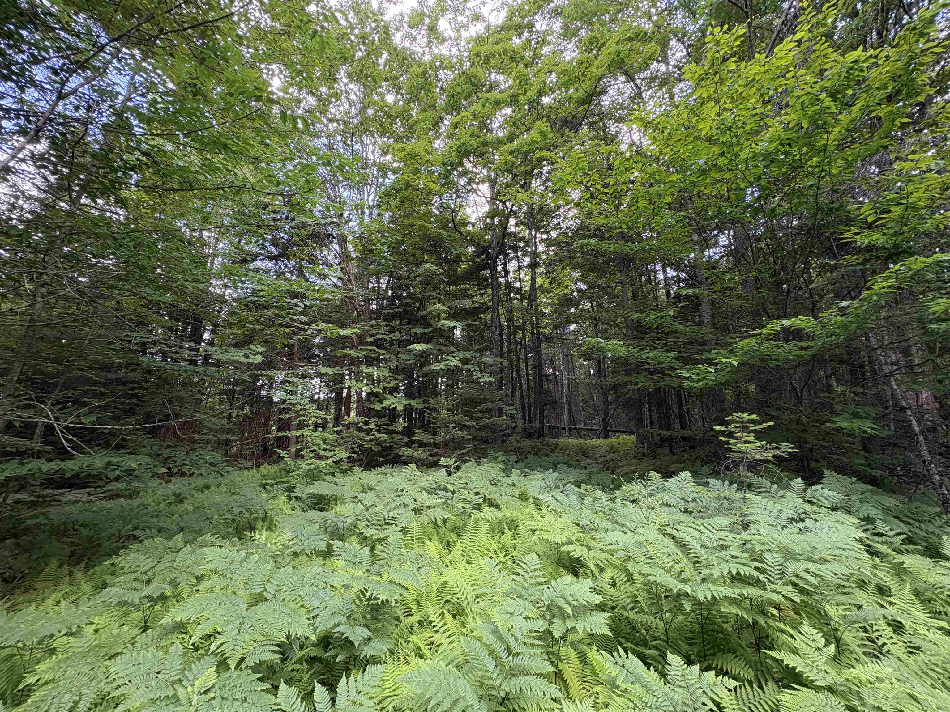 208 Drake Pl Road Sheffield, VT 05866 - Photo 42 of 43