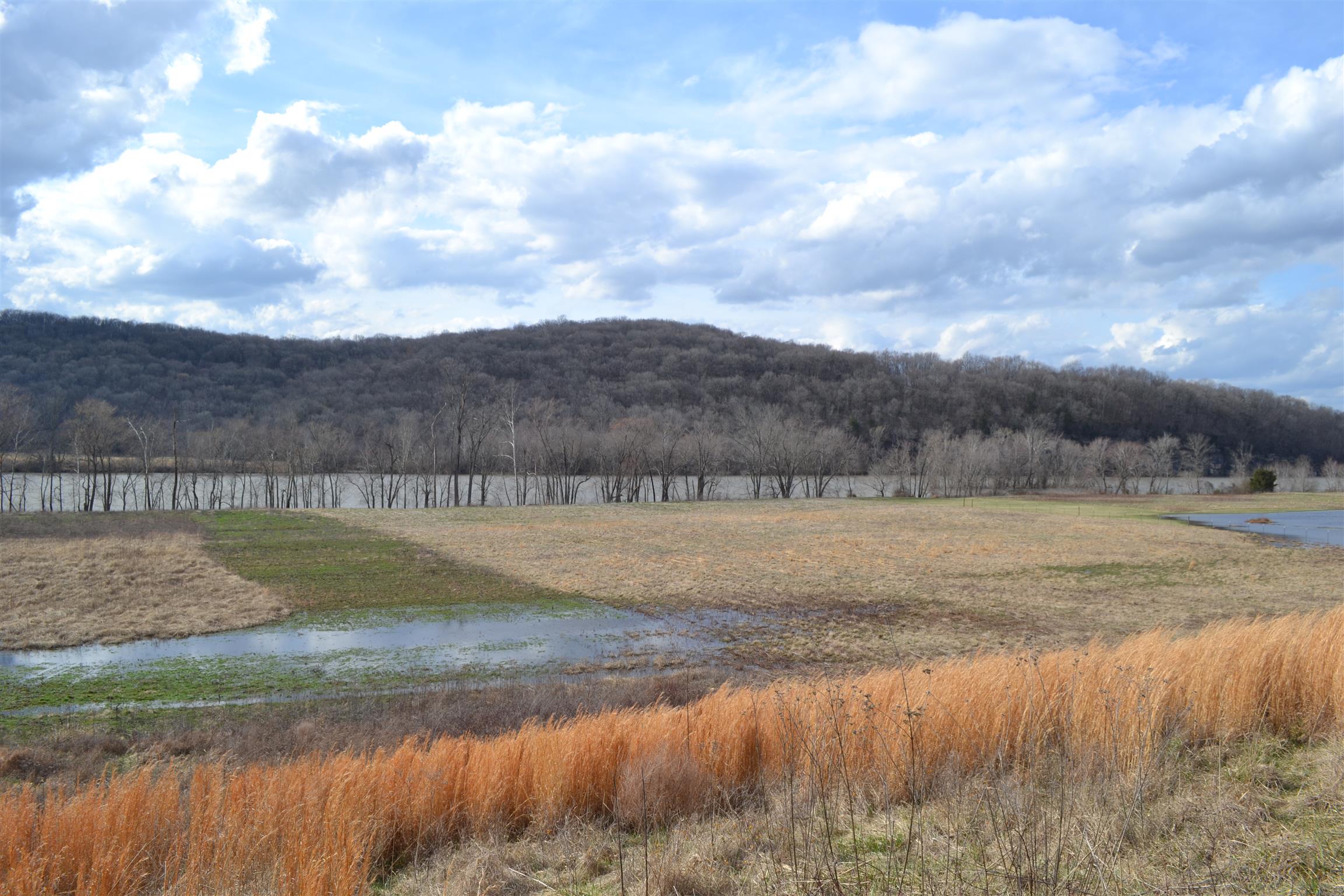1 Beasleys Bend Road Riddleton, TN 37151 - Photo 1 of 25 a view of a yard