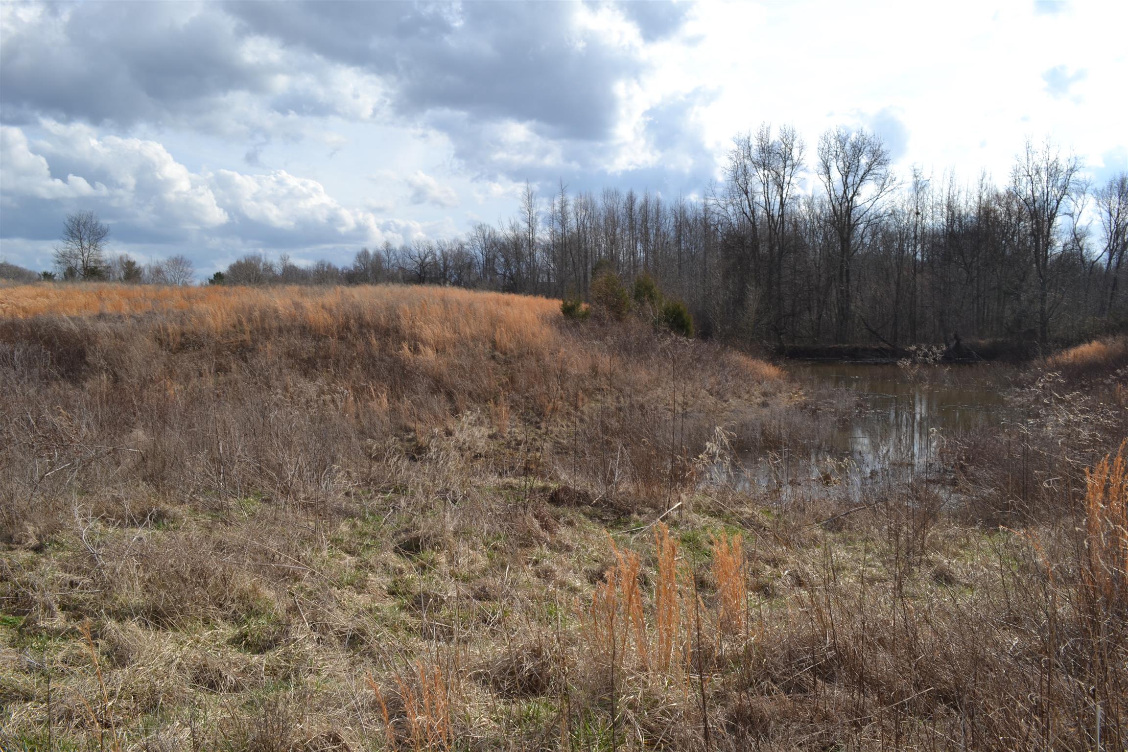 1 Beasleys Bend Road Riddleton, TN 37151 - Photo 7 of 25 a view of a dry yard with trees