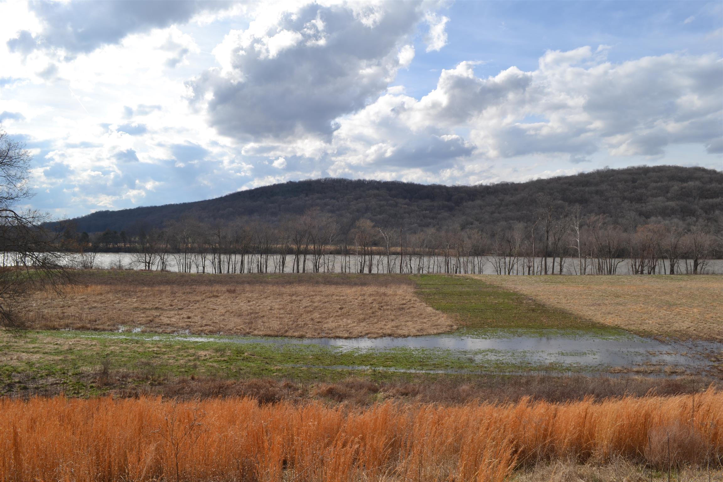 1 Beasleys Bend Road Riddleton, TN 37151 - Photo 10 of 25 a view of a yard