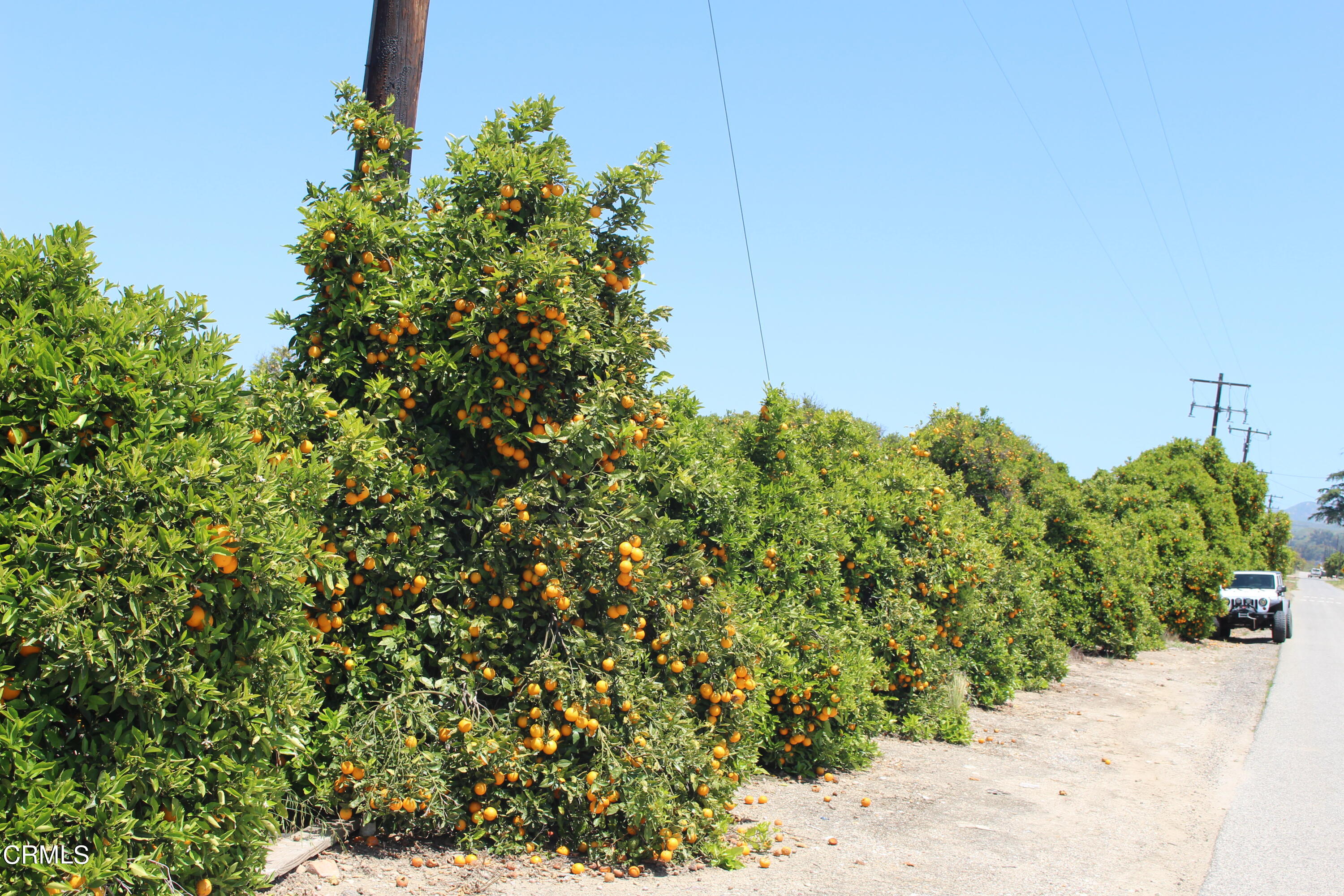 1396 South Sespe Street Fillmore, CA 93015 - Photo 11 of 20 a view of a garden with plants