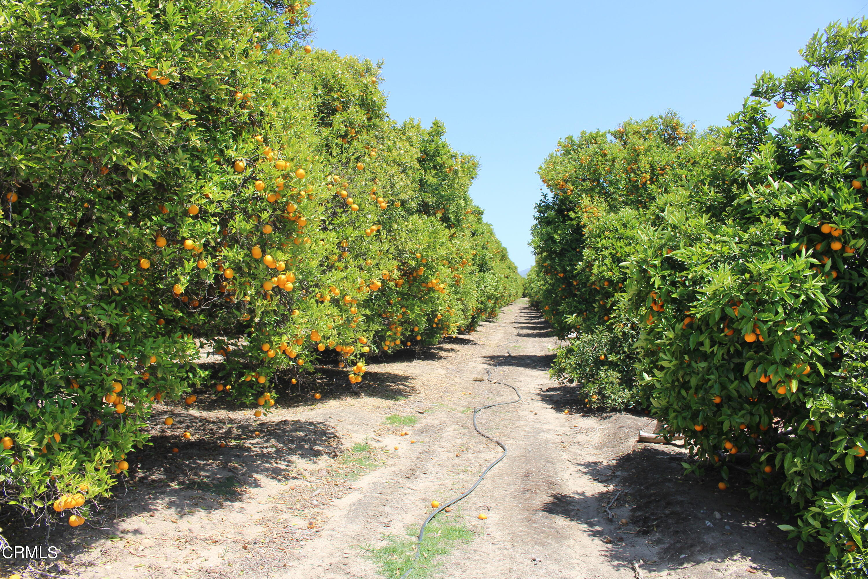 1396 South Sespe Street Fillmore, CA 93015 - Photo 2 of 20 a view of a pathway with a tree