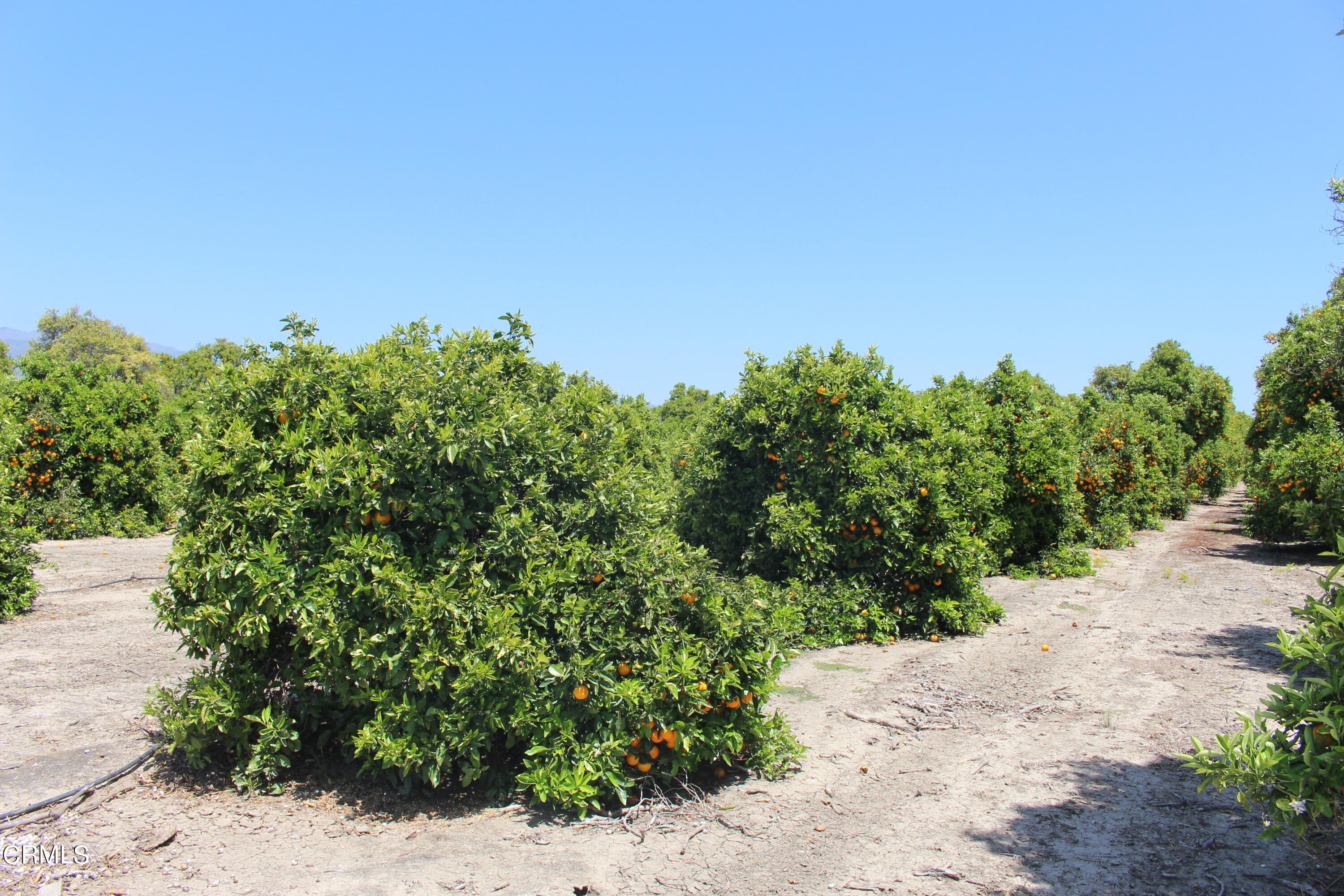 1396 South Sespe Street Fillmore, CA 93015 - Photo 3 of 20 a view of a plants with large trees