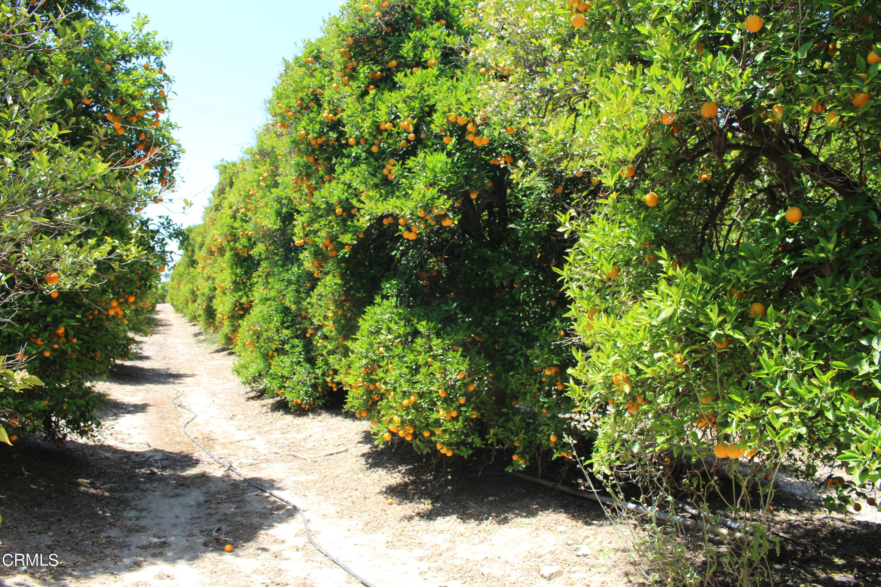 1396 South Sespe Street Fillmore, CA 93015 - Photo 4 of 20 a view of a plants with yard