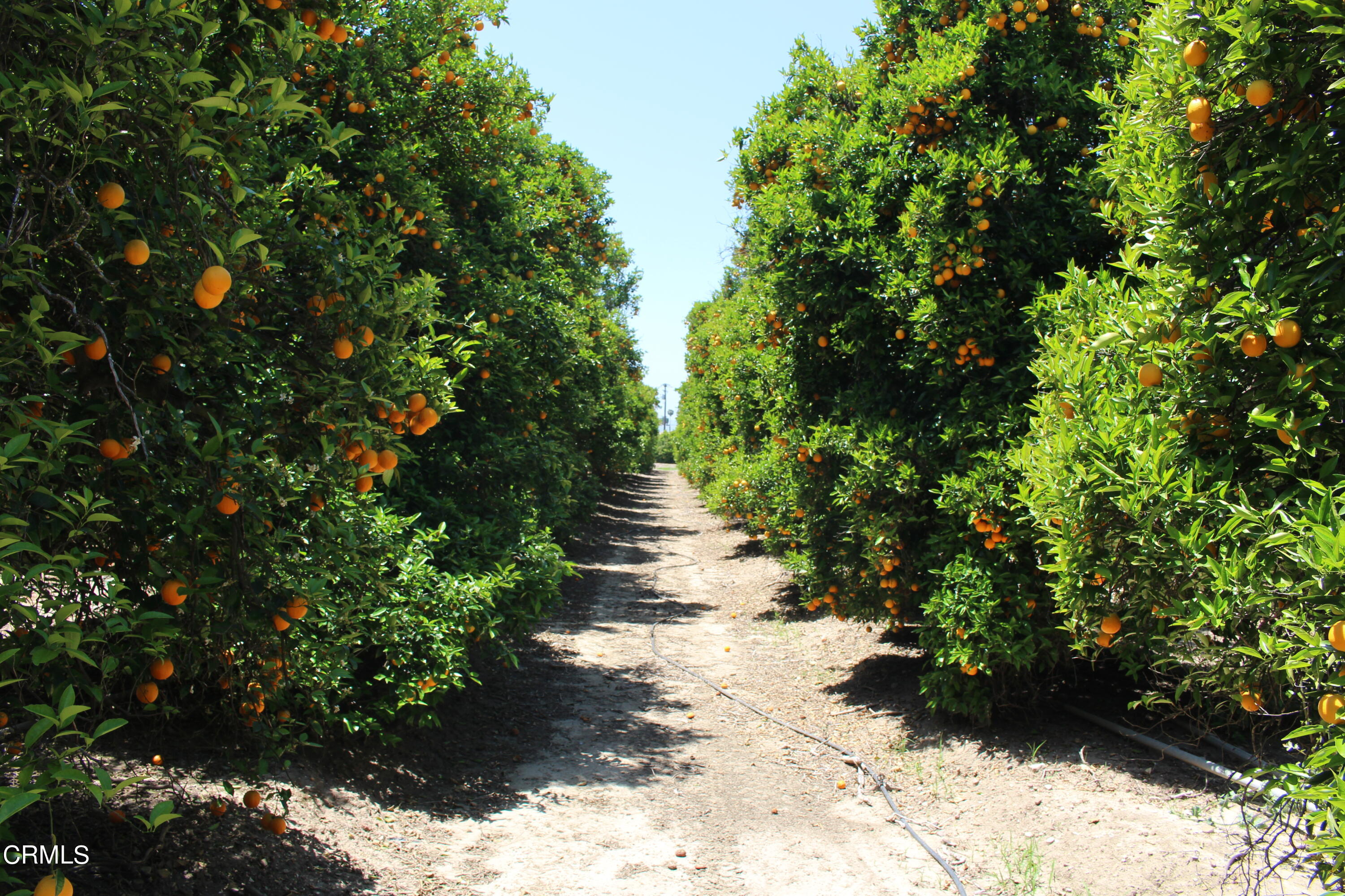 1396 South Sespe Street Fillmore, CA 93015 - Photo 8 of 20 a view of a pathway with a flower plants
