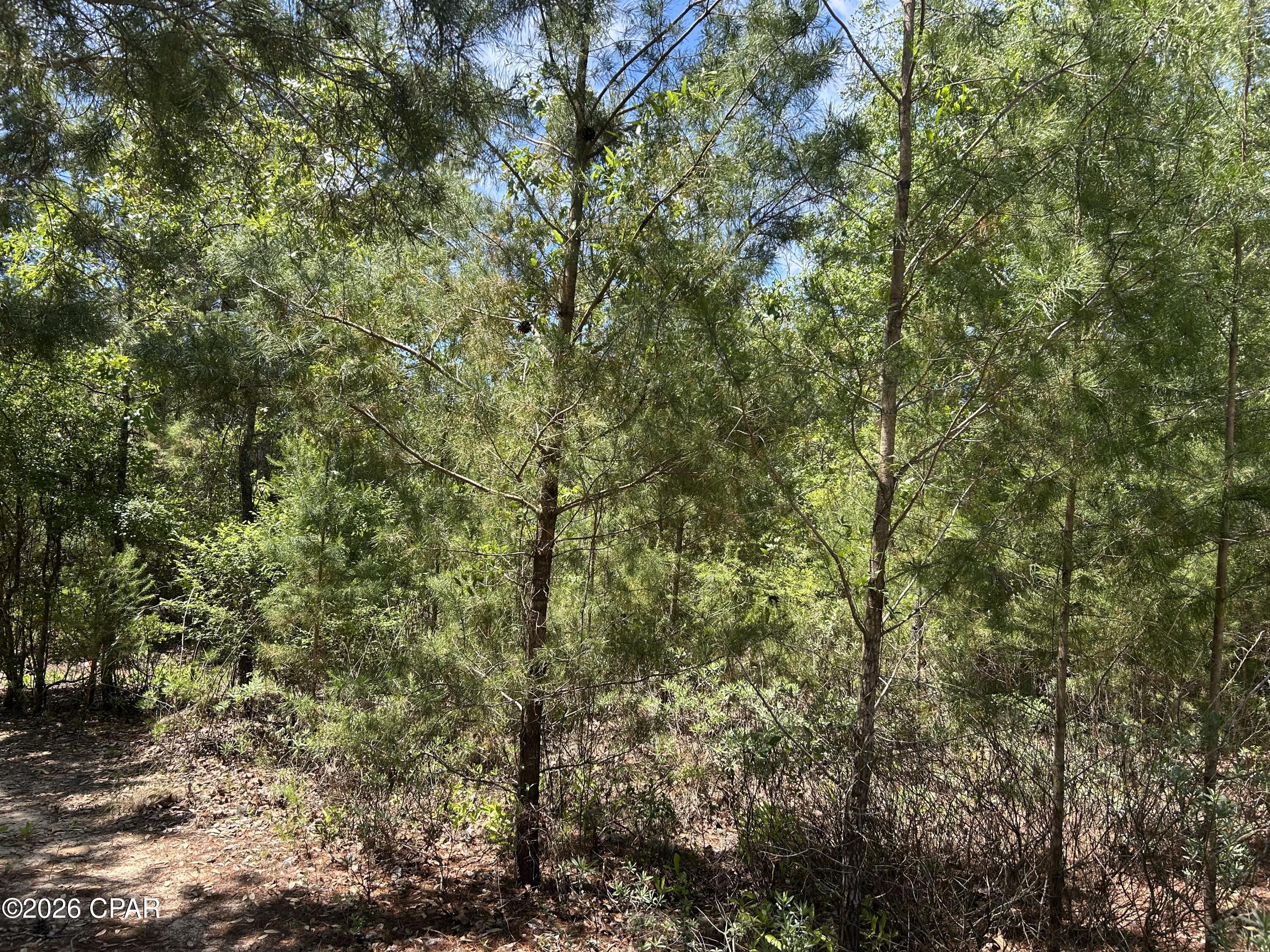 0 Bonnett Pond Road Chipley, FL 32428 - Photo 6 of 9