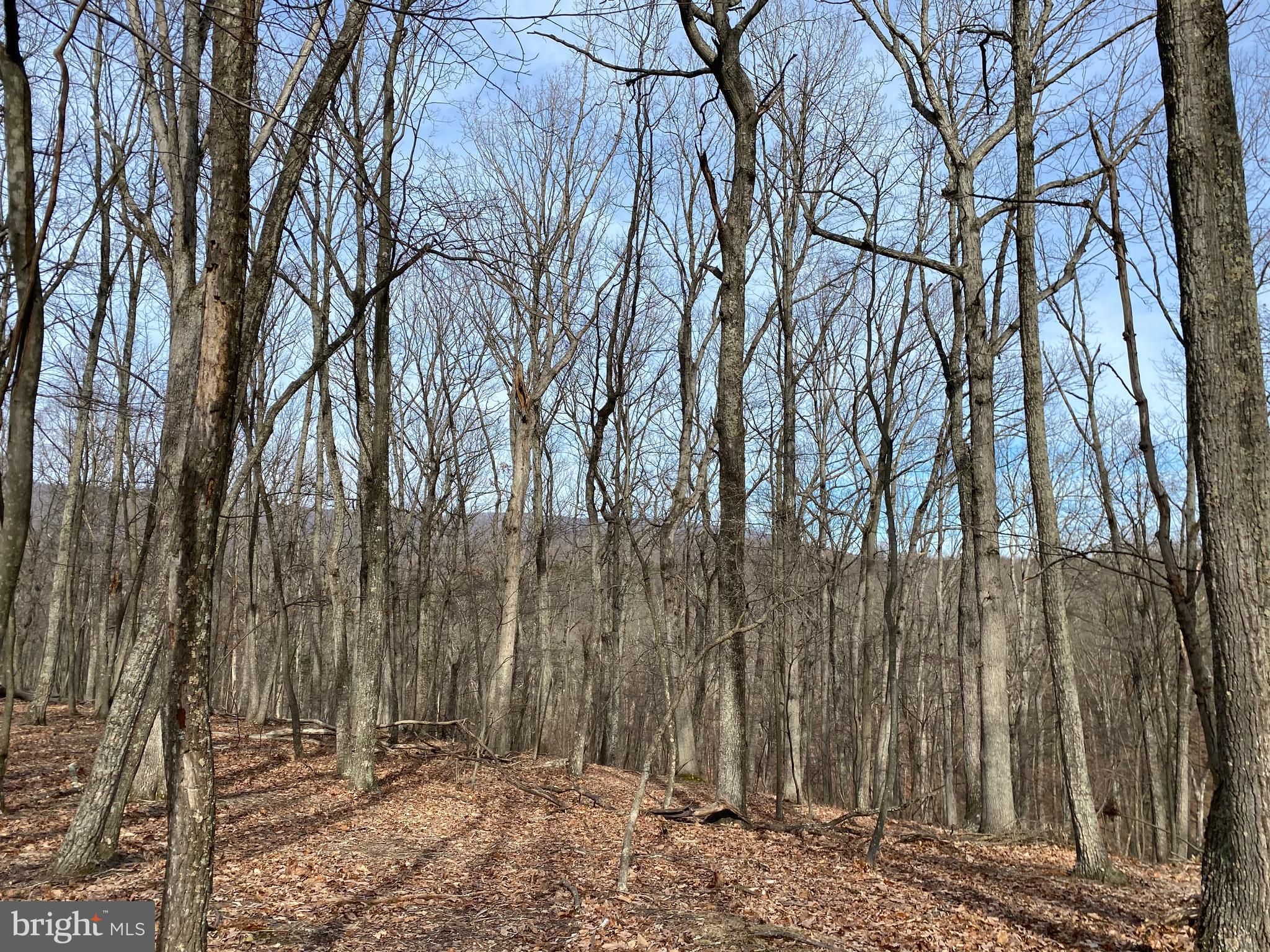 Lot 18 Timber Ridge Cross Junction, VA 22625 - Photo 2 of 5 Gallery Image 2