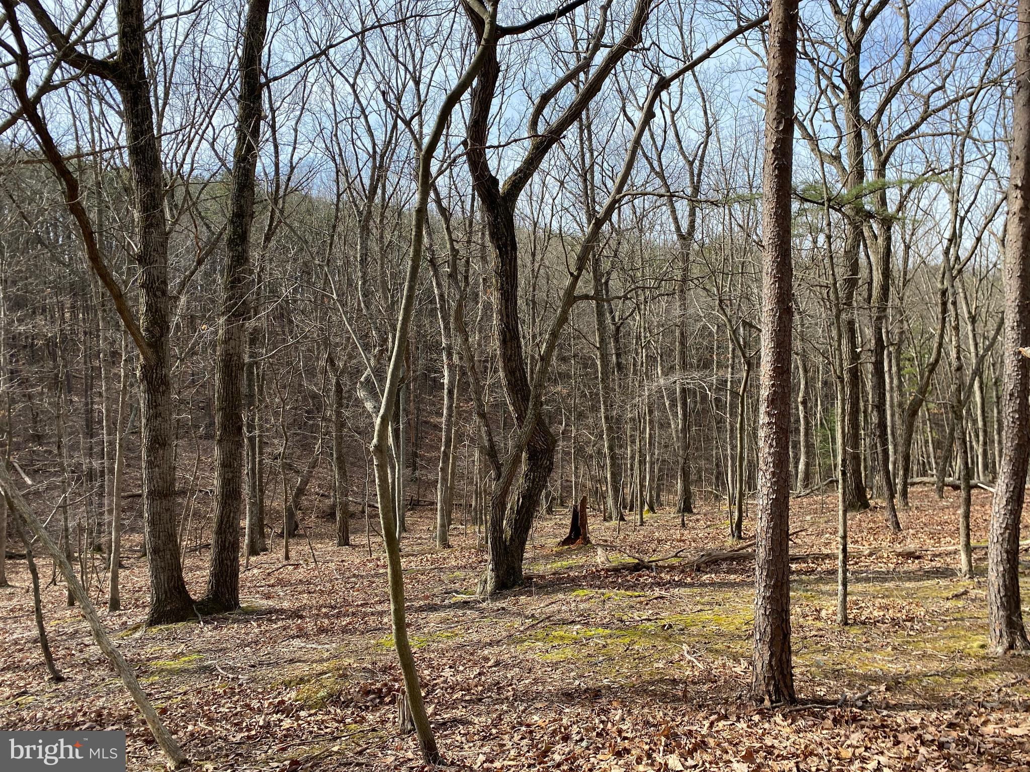 Lot 18 Timber Ridge Cross Junction, VA 22625 - Photo 3 of 5 Gallery Image 3