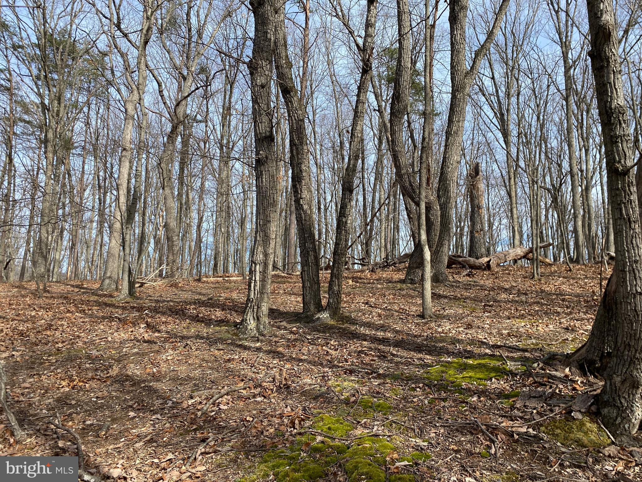 Lot 18 Timber Ridge Cross Junction, VA 22625 - Photo 5 of 5 Gallery Image 5
