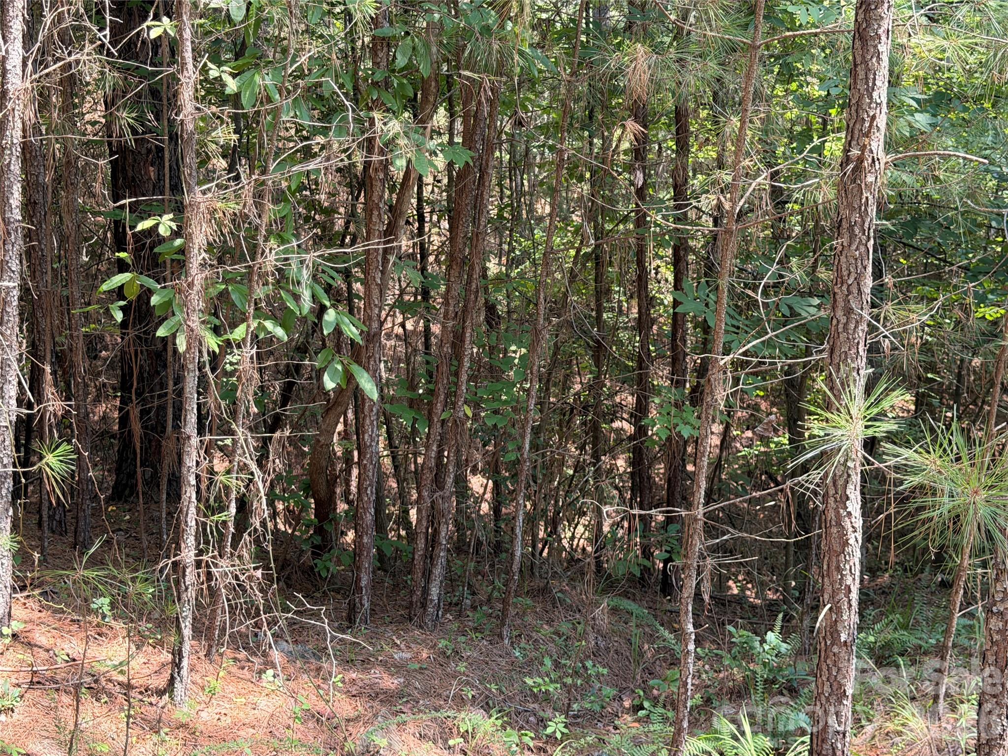0 Thompson Lake Road Rutherfordton, NC 28139 - Photo 4 of 13 Gallery Image 4