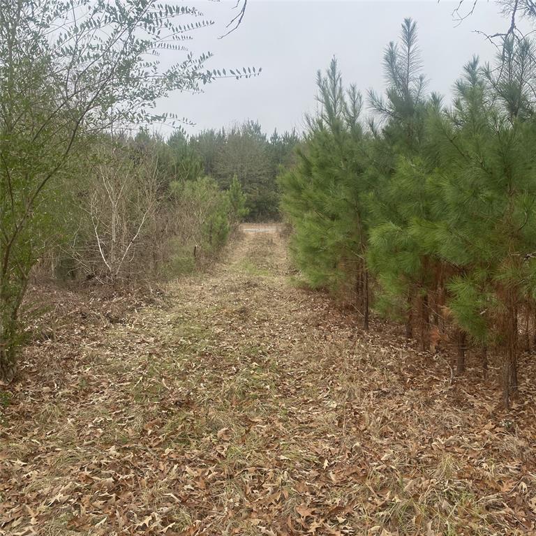 a view of a yard with trees in the background