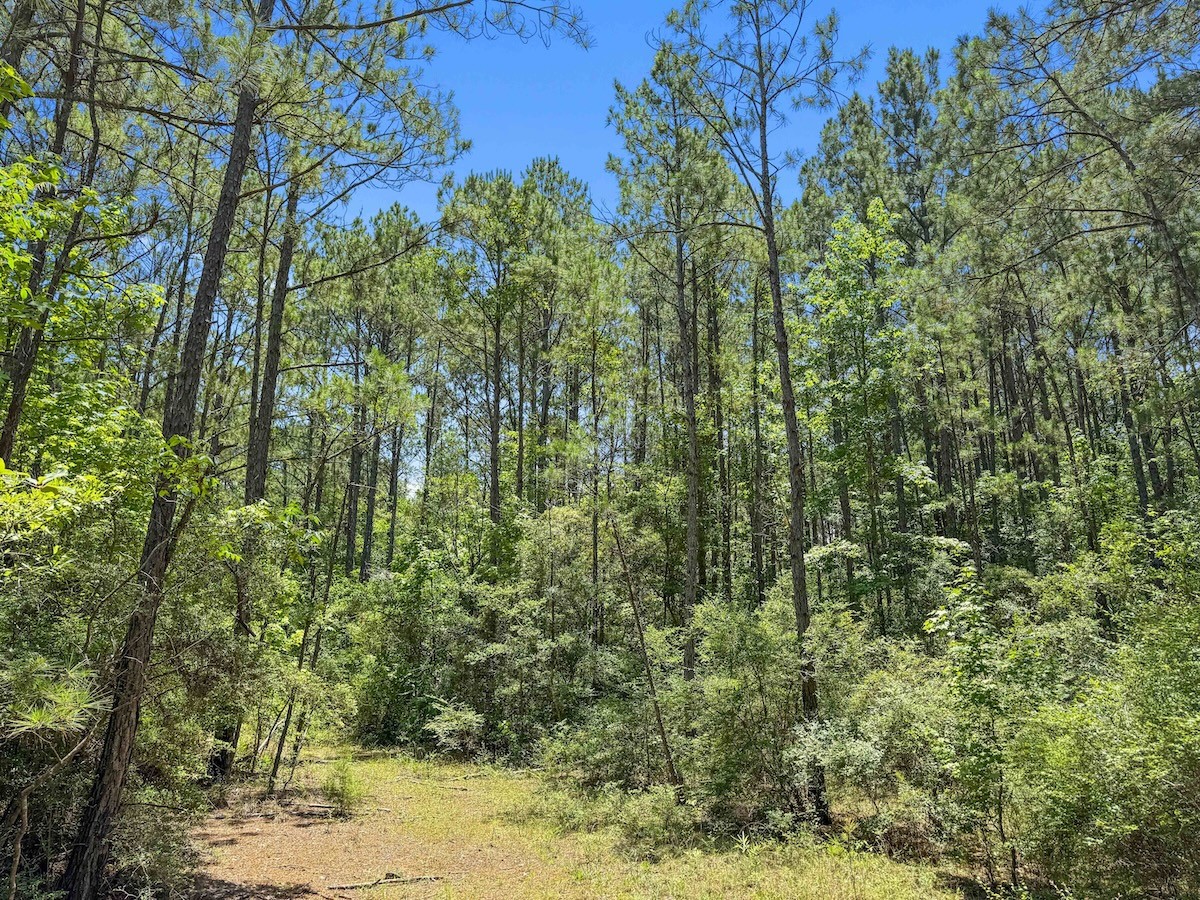 Tbd Hickman Road Burkeville, TX 75932 - Photo 6 of 45