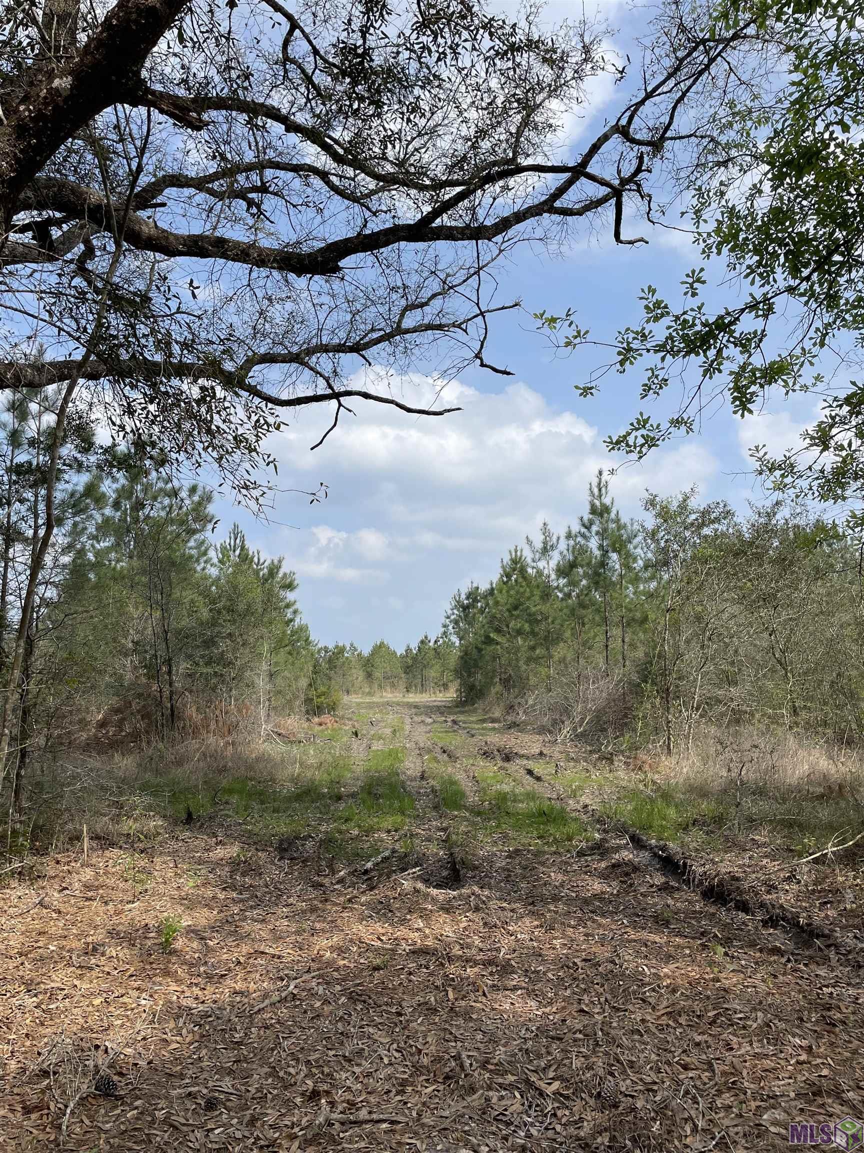 9 Lorin Wall Road Holden, LA 70744 - Photo 4 of 5