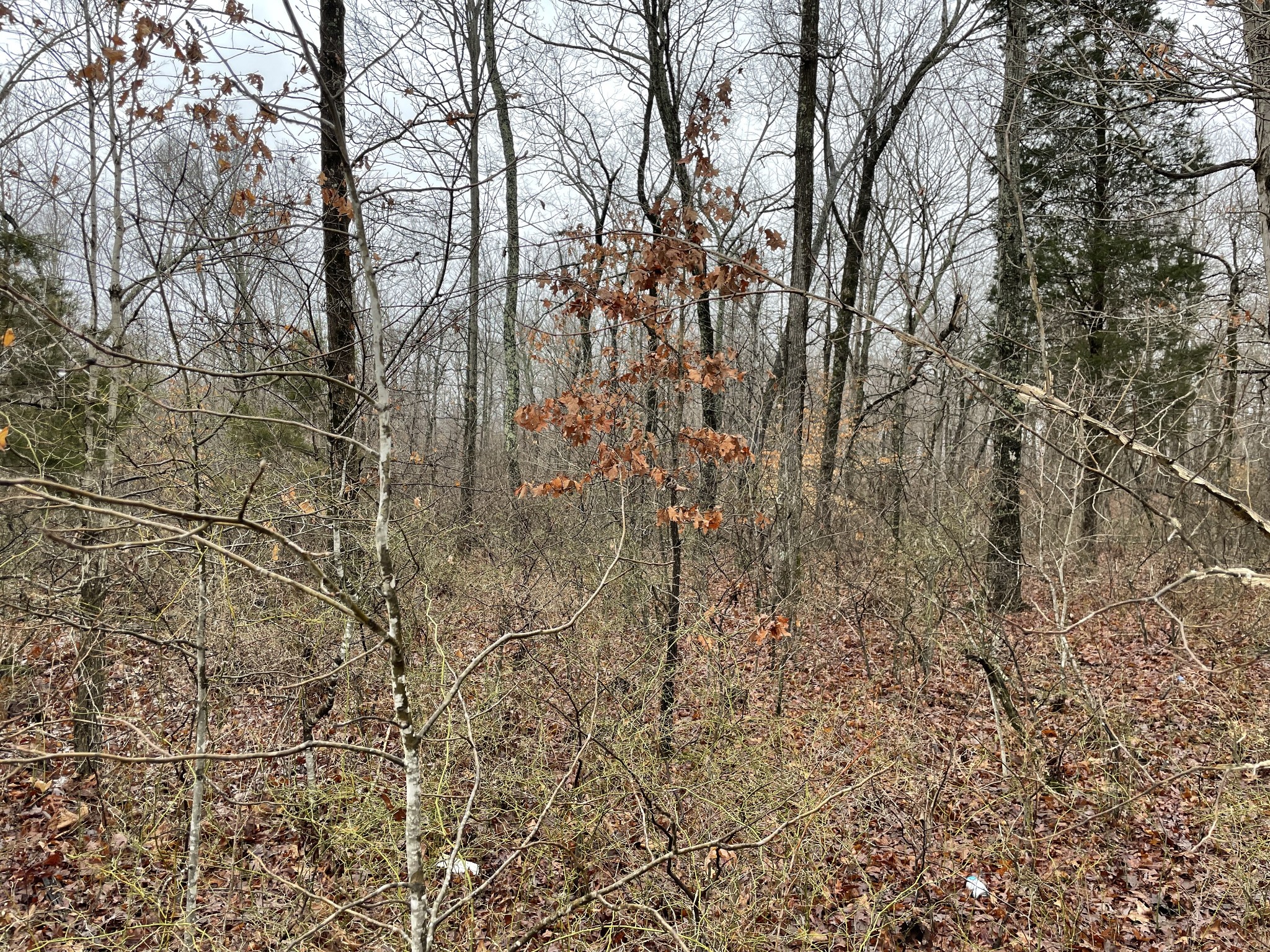 0 White Oak Ridge Road McEwen, TN 37101 - Photo 5 of 10 Gallery Image 5