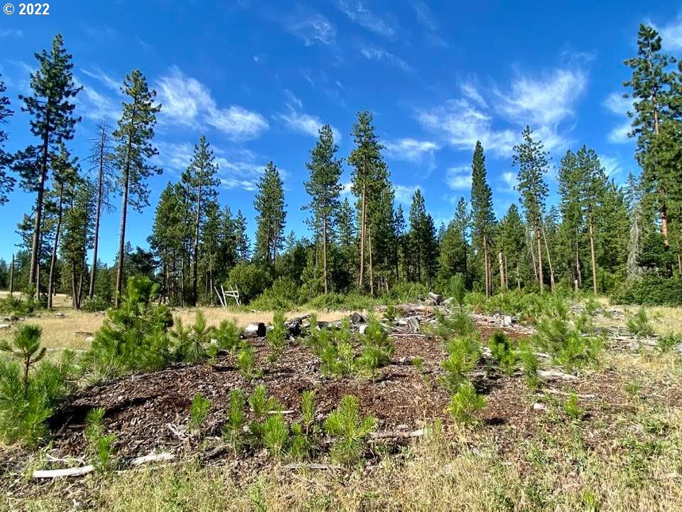 Grayback Road, Unit LOT12 Goldendale, WA 98620 - Photo 8 of 12 a view of a garden with trees