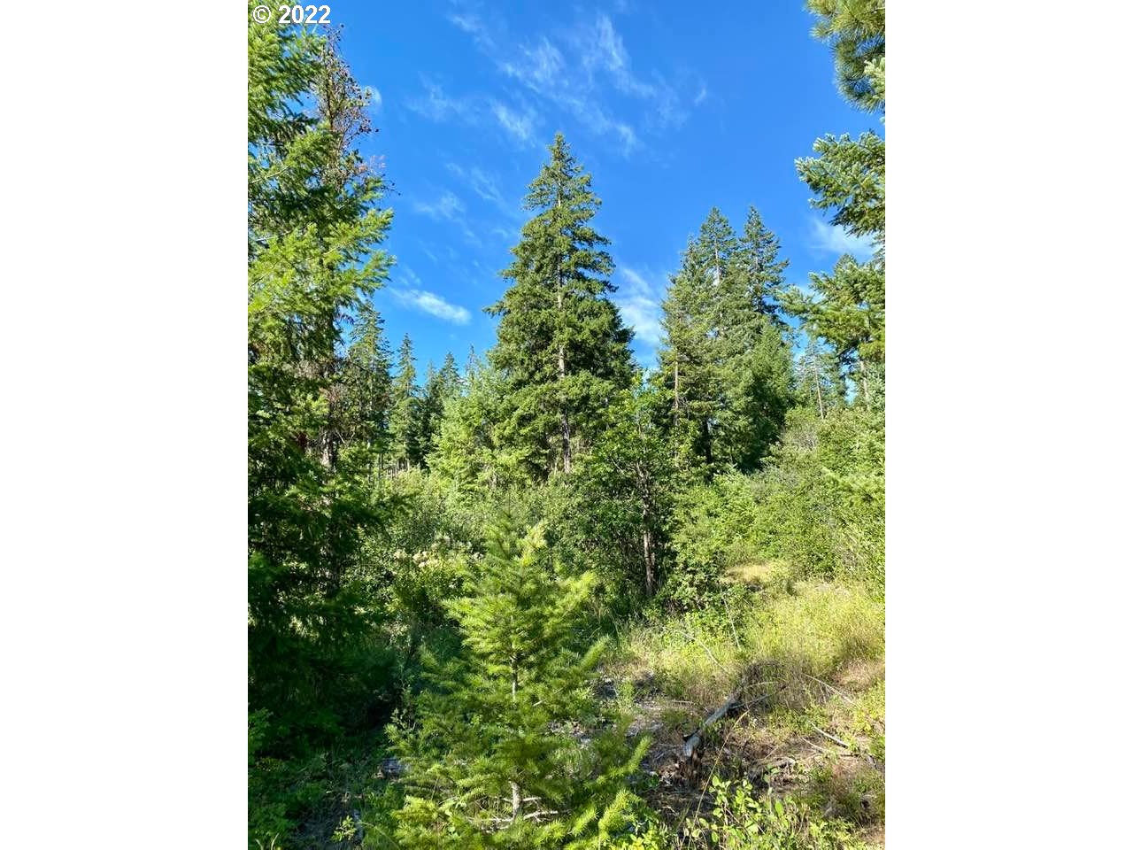 Grayback Road, Unit LOT12 Goldendale, WA 98620 - Photo 9 of 12 a close up of a plant in a garden