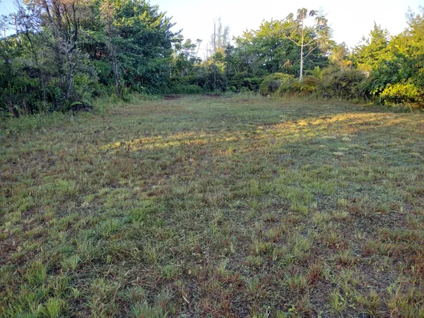a view of a field with lots of trees
