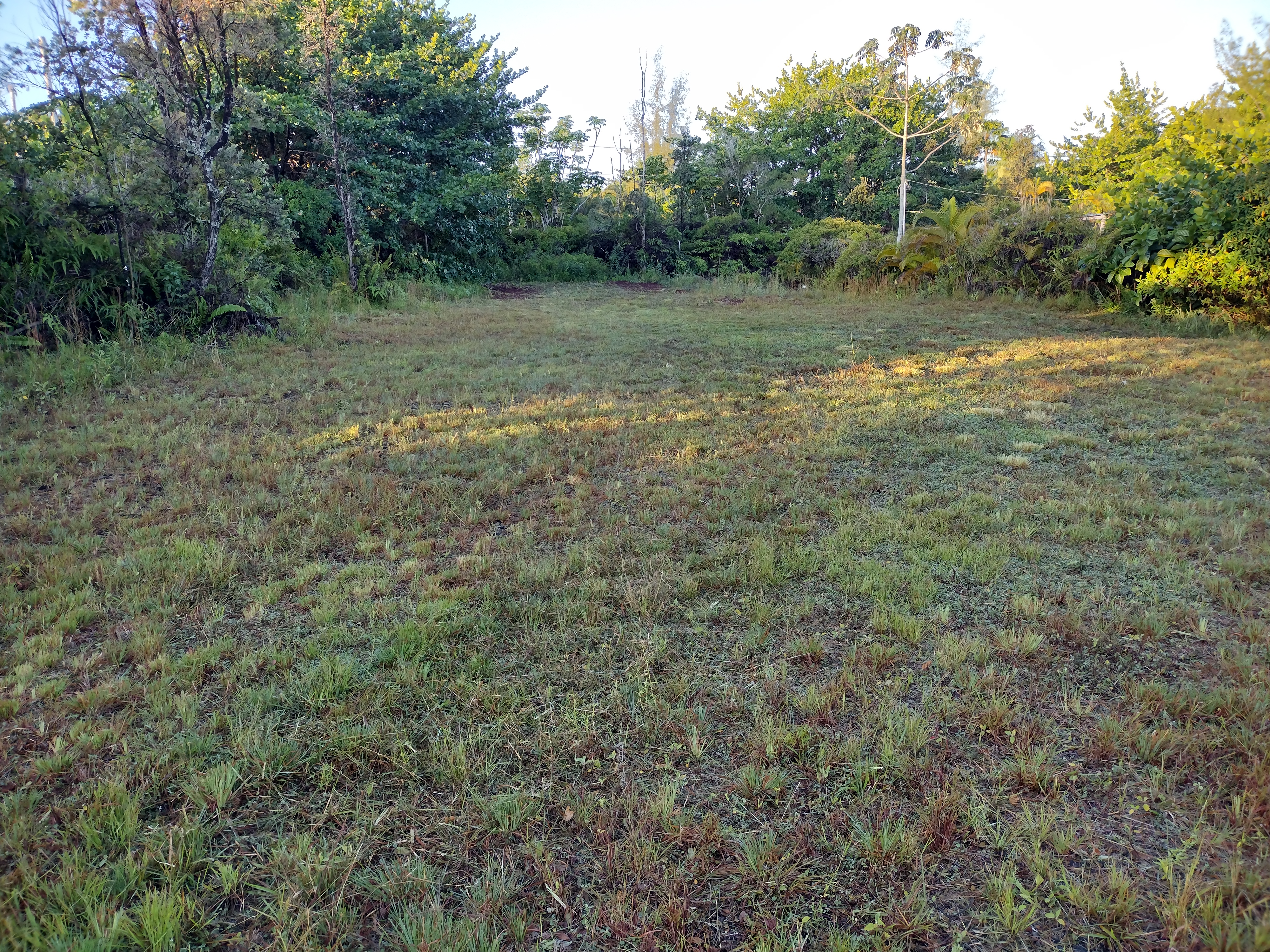 a view of a field with lots of trees