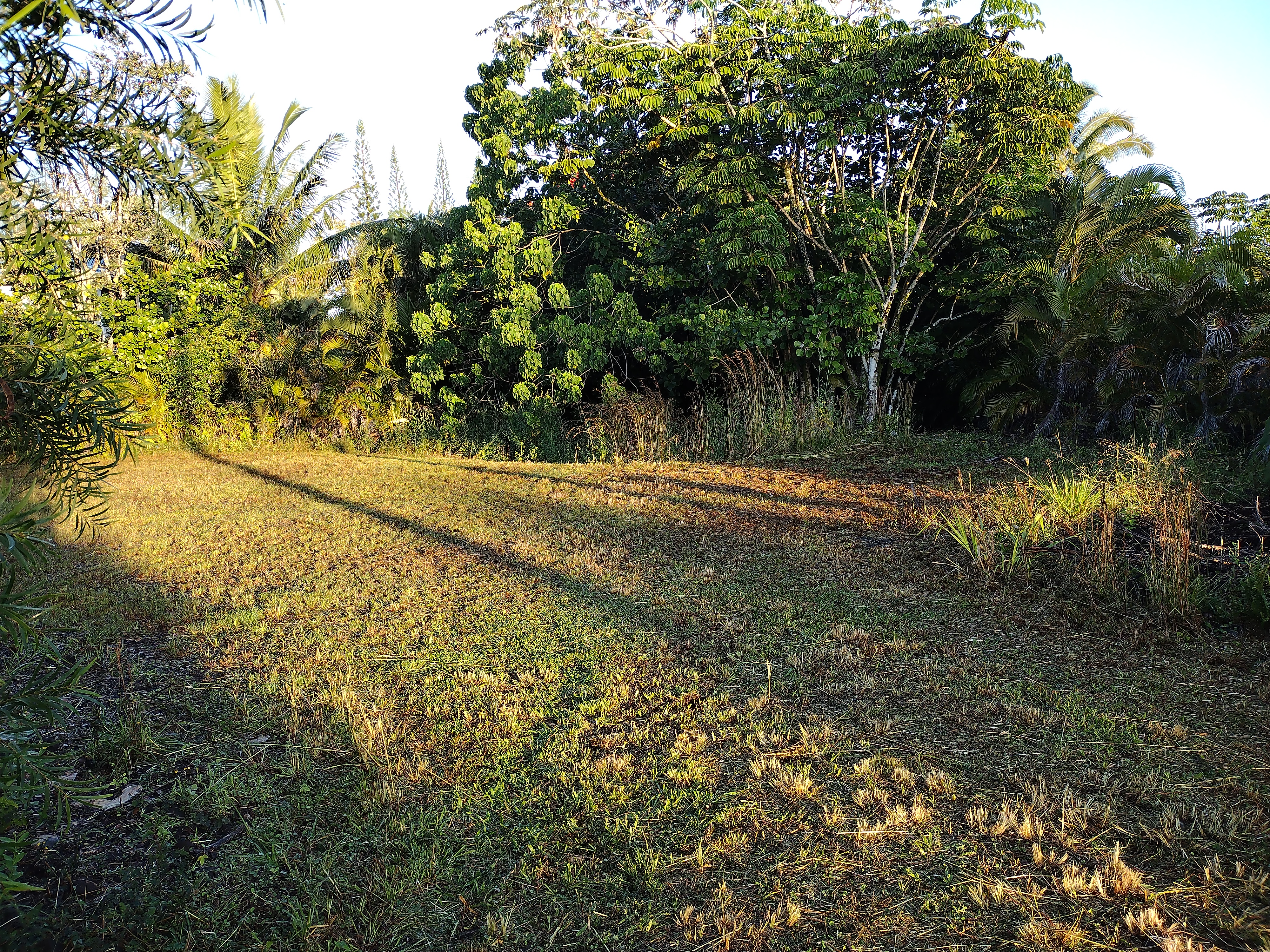 293 Pilikai Road, Unit 1 Keaau, HI 96749 - Photo 2 of 9 a view of a yard with a tree