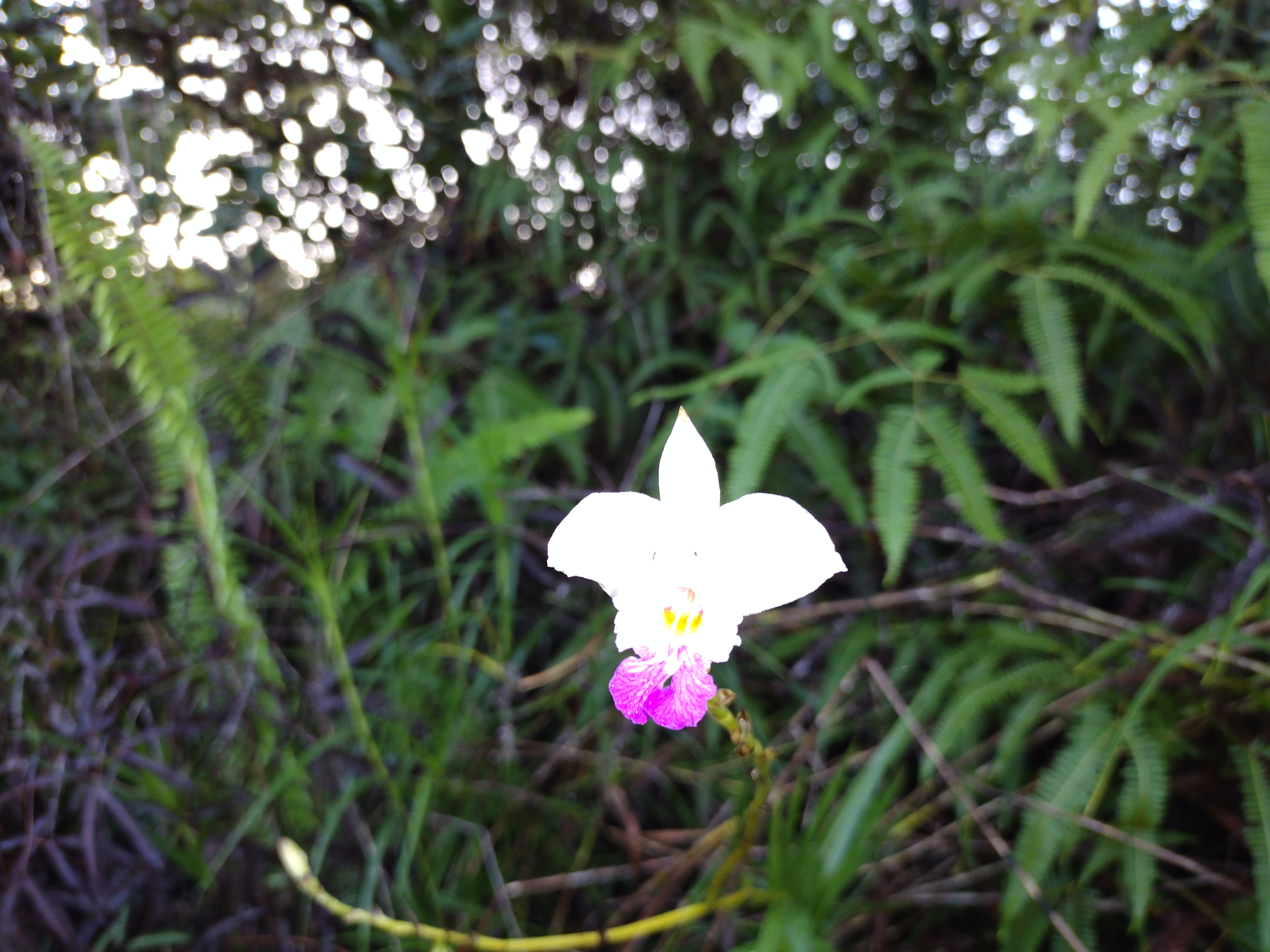 293 Pilikai Road, Unit 1 Keaau, HI 96749 - Photo 3 of 9 a view of a backyard of a house with a fountain