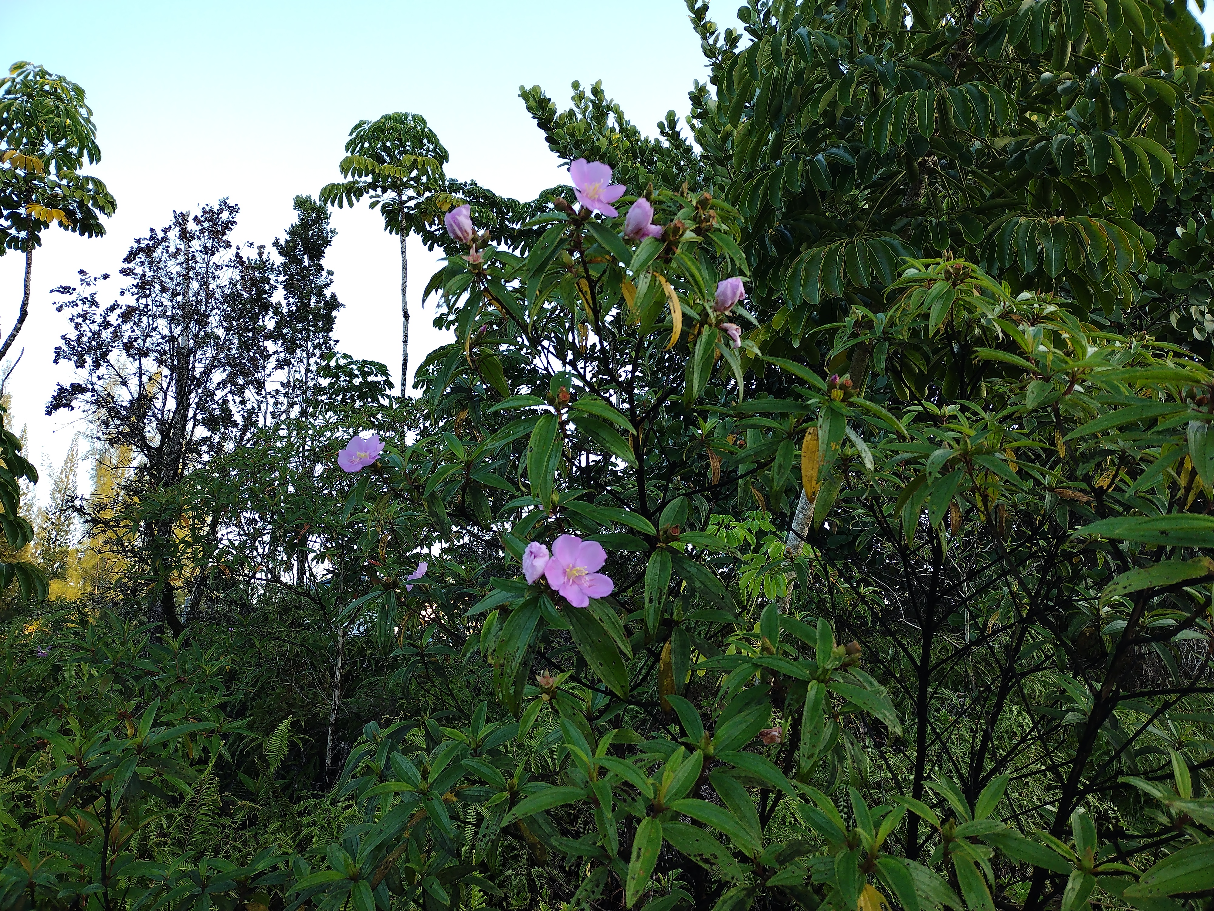 293 Pilikai Road, Unit 1 Keaau, HI 96749 - Photo 4 of 9 a view of a flower in a yard