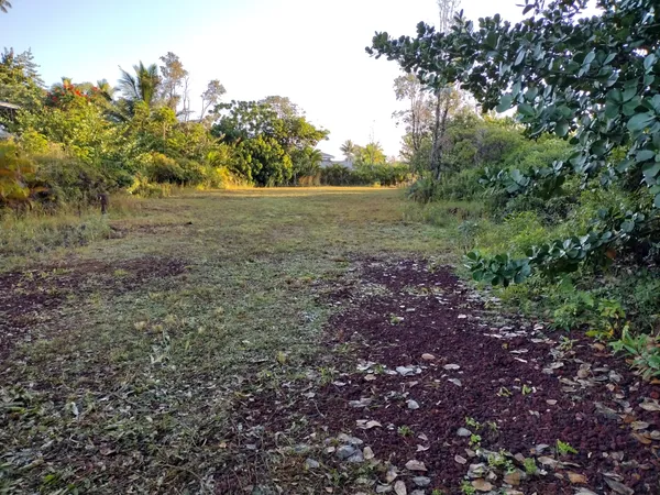 a view of a field with plants and trees