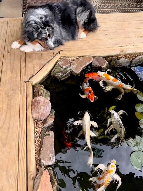 720 Bridget Way Hurst, TX 76054 - Photo 33 of 40