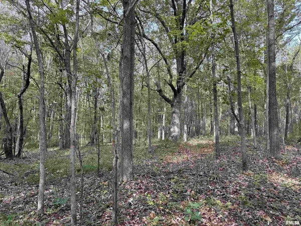 a view of a forest with trees in the background