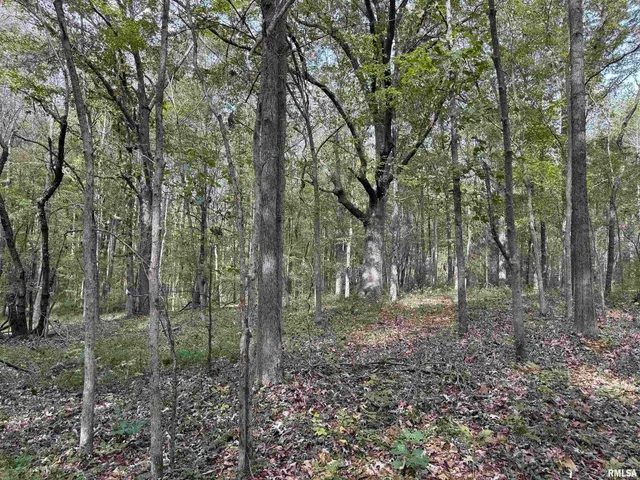 a view of a forest with trees in the background