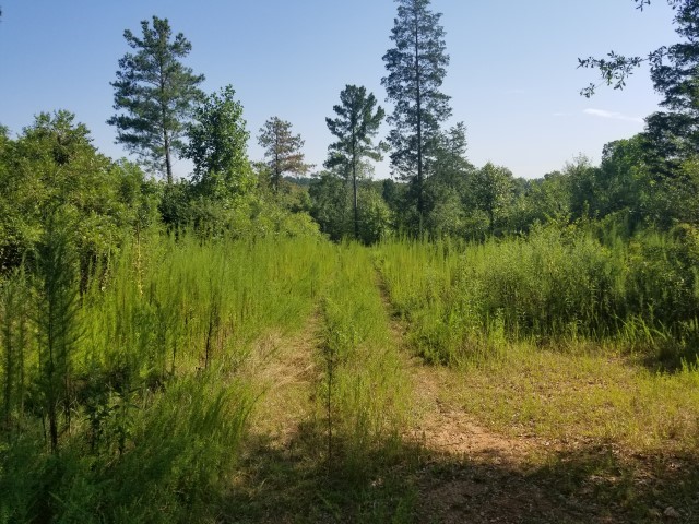 0 Cooks Bridge Road Fountain Inn, SC 29644 - Photo 2 of 14