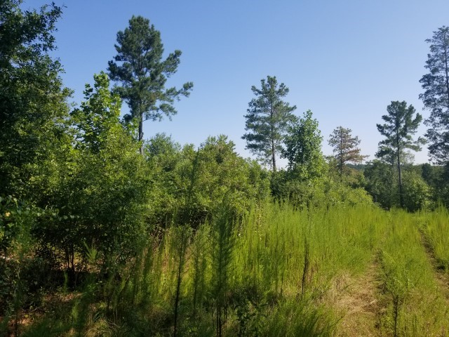 0 Cooks Bridge Road Fountain Inn, SC 29644 - Photo 3 of 14