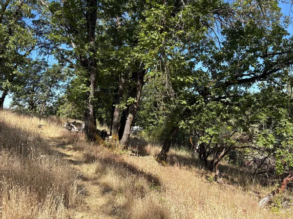 a view of a tree in a yard