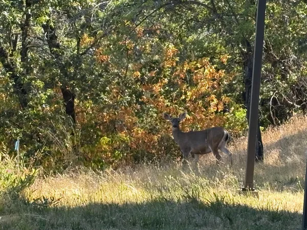 a view of a tree in a yard