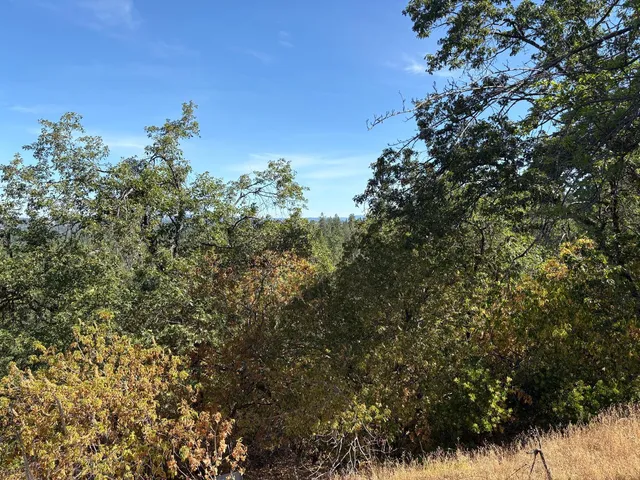 a view of a tree with a tree