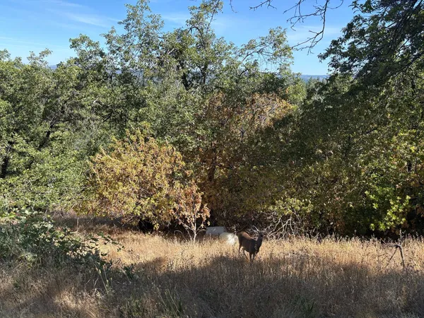 a view of a lake with a tree