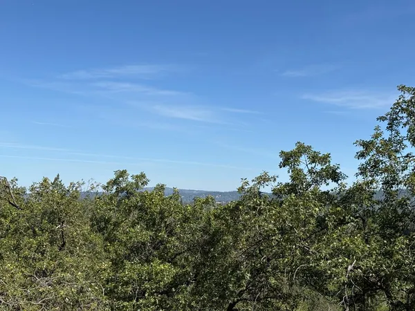 a view of a bunch of trees in a field