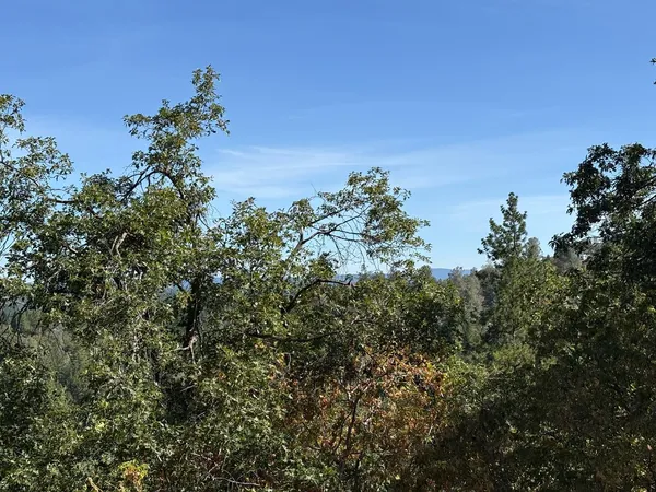 a view of a tree in a yard