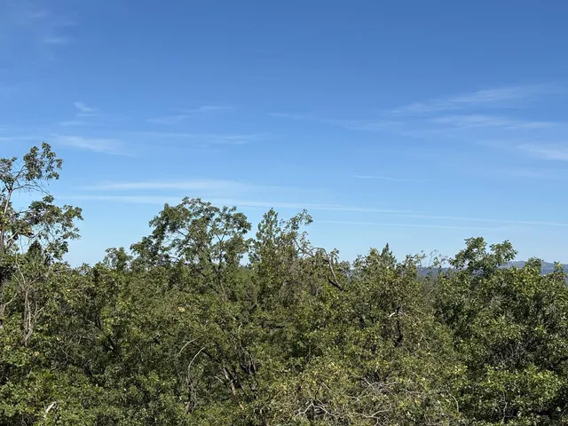 a view of a yard with a tree in the background