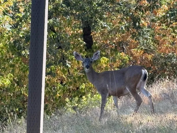 a view of a bench in a forest