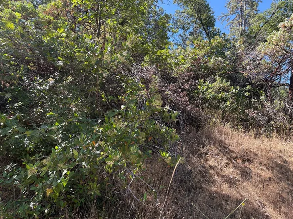 a view of a lush green forest