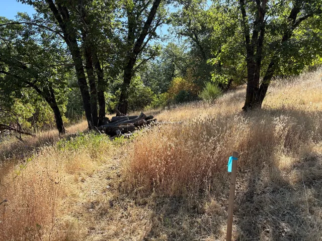 a view of a yard with a tree