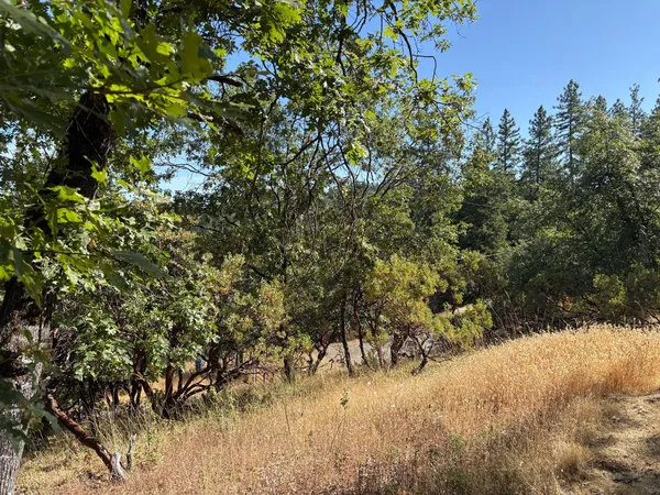 a view of a yard with a tree