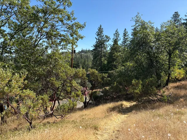 a view of a yard with trees
